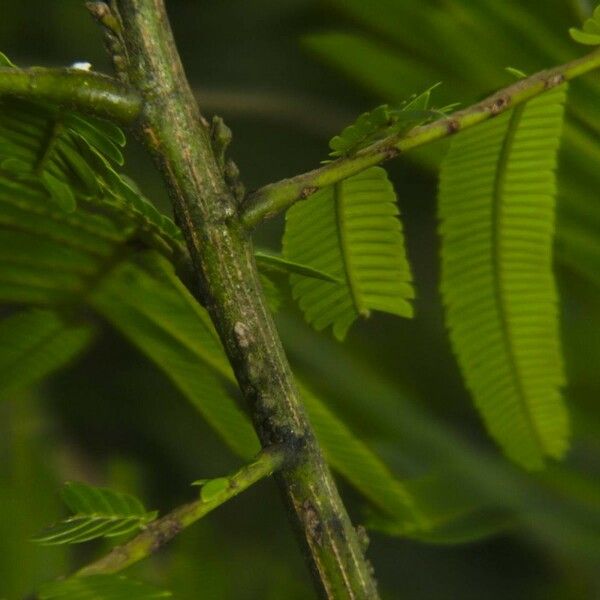 Pentaclethra macroloba Bark