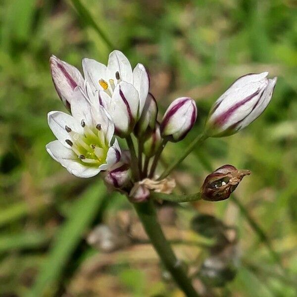 Nothoscordum gracile 花