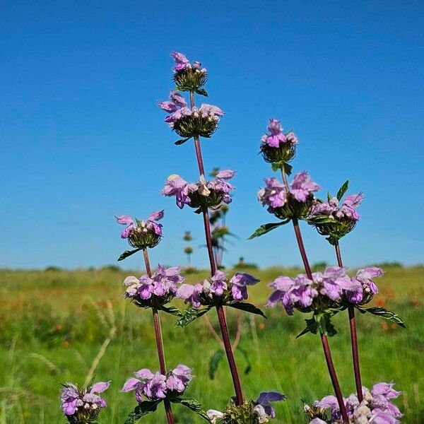 Phlomoides tuberosa Λουλούδι