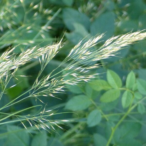 Trisetum flavescens ফুল