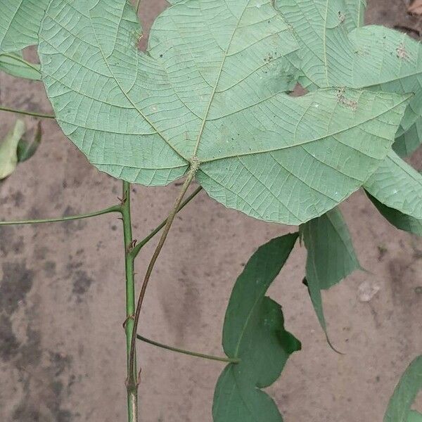 Macaranga saccifera Leaf