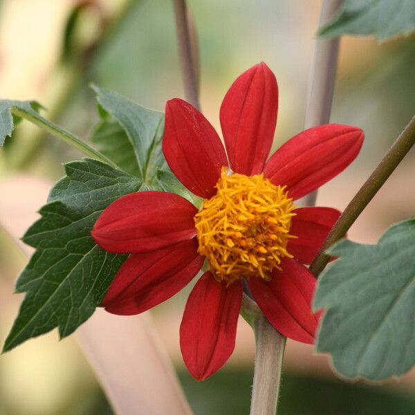 Dahlia coccinea Floare