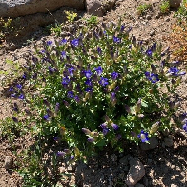 Gentiana calycosa Flower