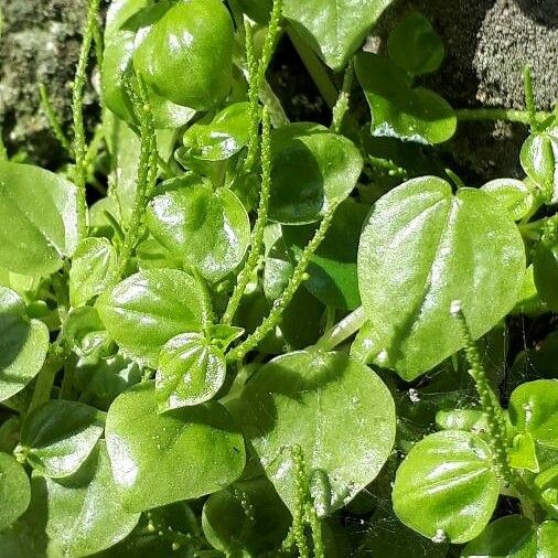 Peperomia pellucida Fuelha