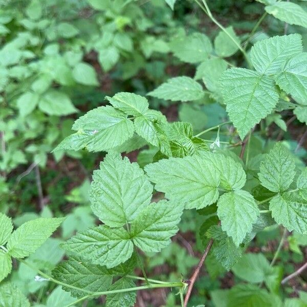 Rubus occidentalis Leaf