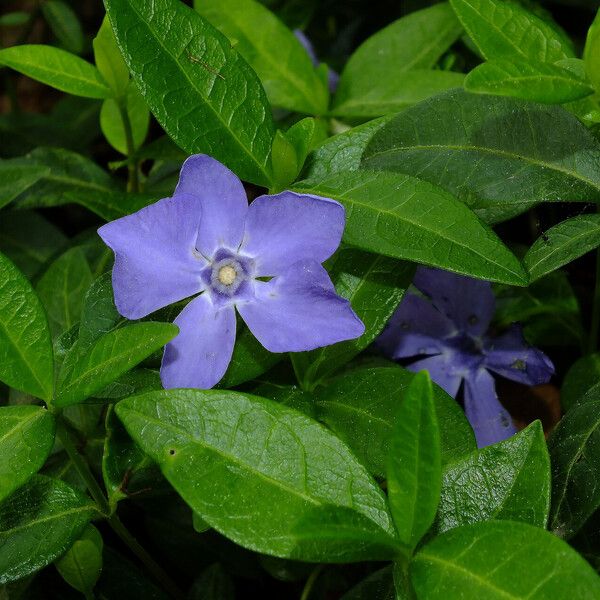 Vinca minor Blüte