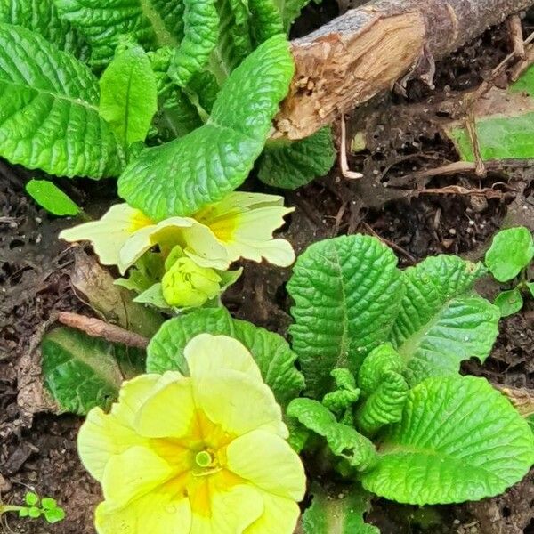 Primula × polyantha Blad