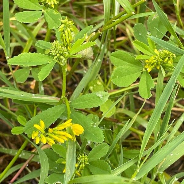 Melilotus officinalis Blüte