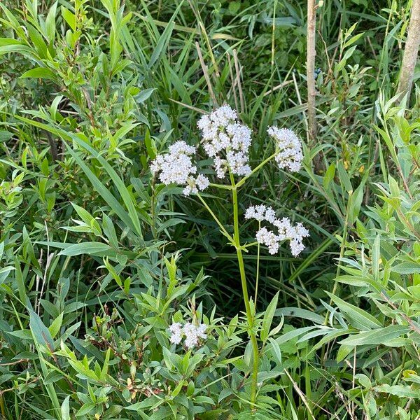 Valeriana officinalis Fiore