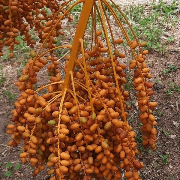 Phoenix reclinata Fruit