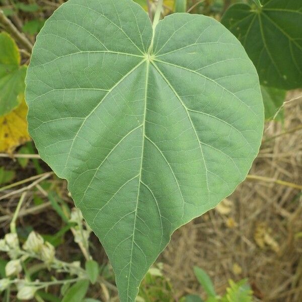 Abutilon exstipulare Lehti