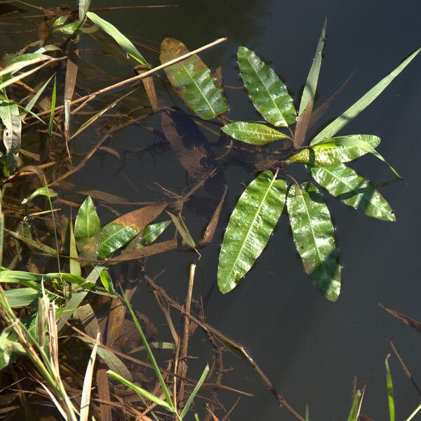 Persicaria amphibia Leaf