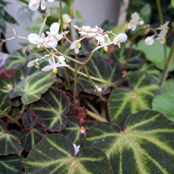 Begonia solimutata Лист