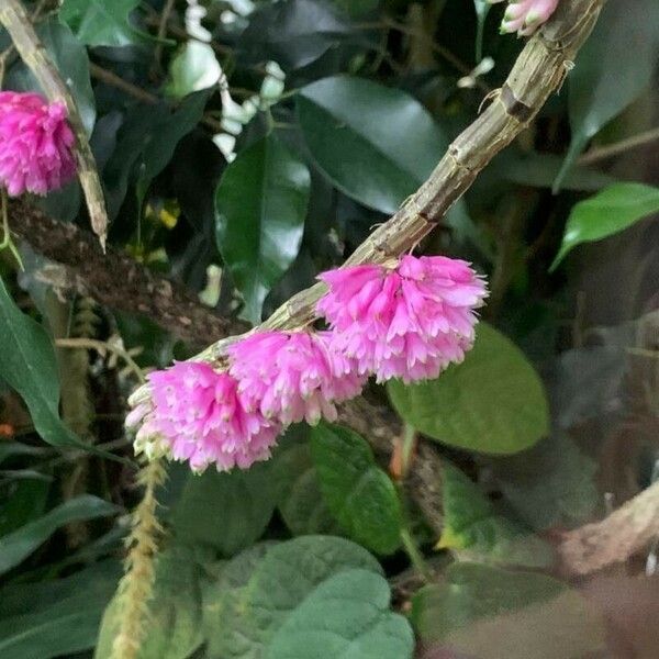 Dendrobium pseudoglomeratum Flower