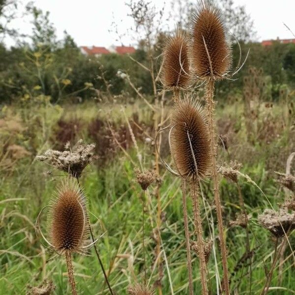 Dipsacus fullonum Blodyn