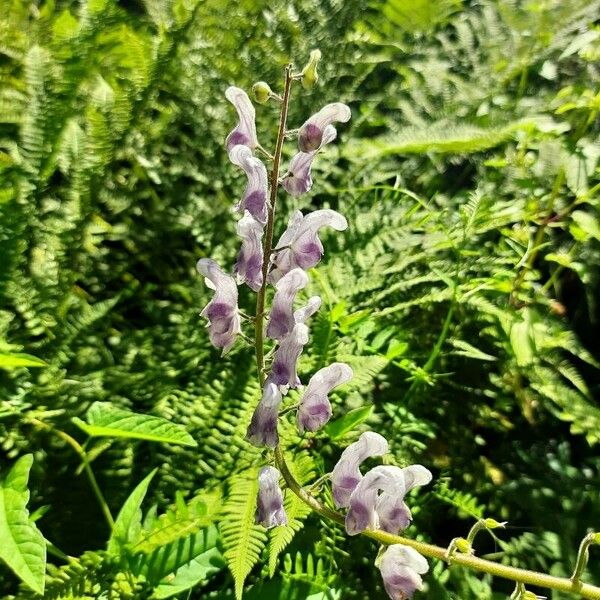 Aconitum septentrionale 花