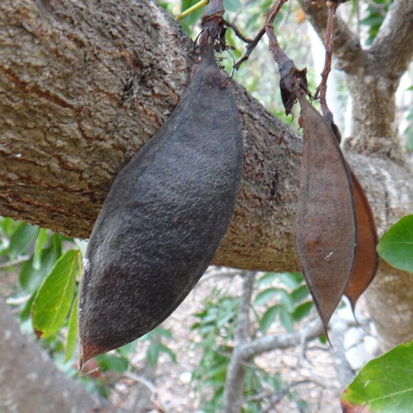 Schotia brachypetala Fruit