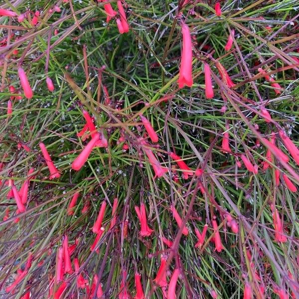 Russelia equisetiformis Bloem