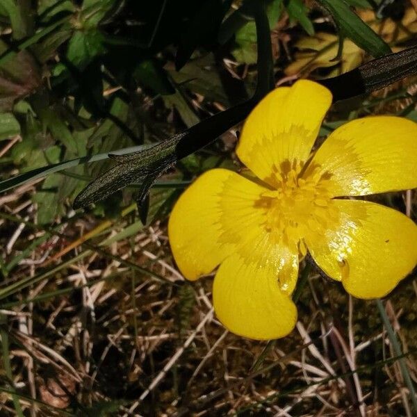 Ranunculus montanus 花