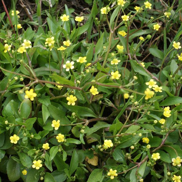 Ranunculus ophioglossifolius Plante entière