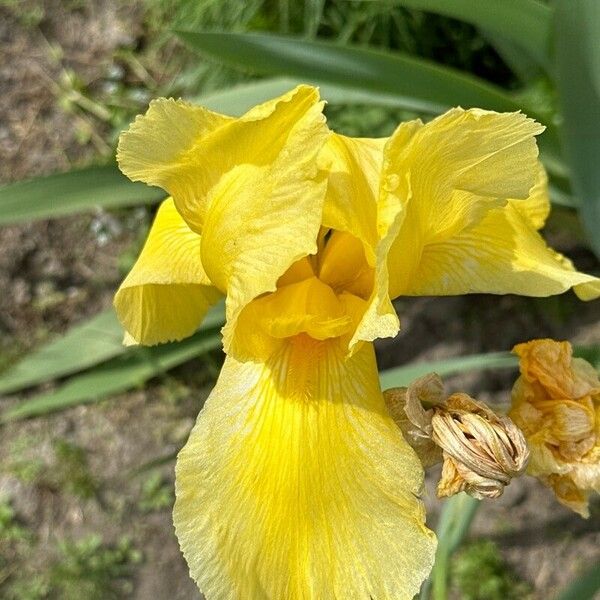 Iris barbatula 花