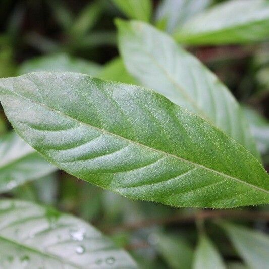 Antirhea borbonica Leaf