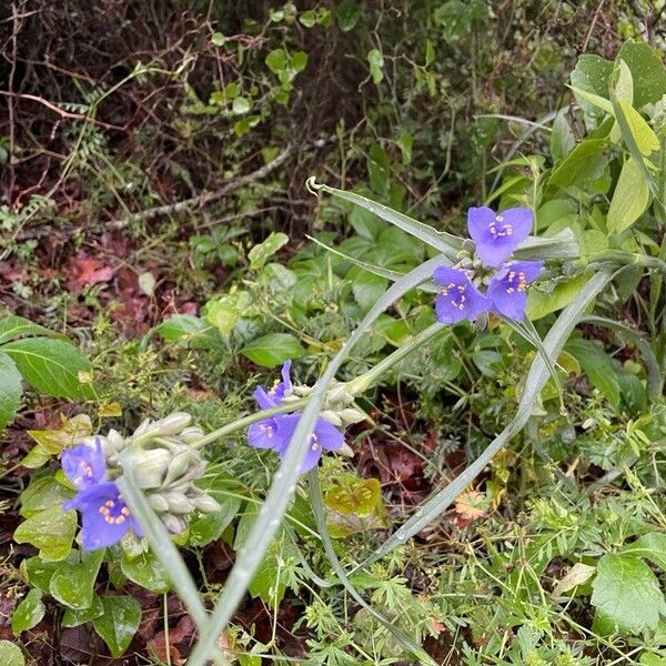 Tradescantia ohiensis Цветок