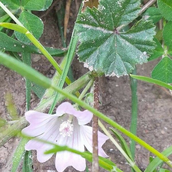 Malva neglecta Frunză