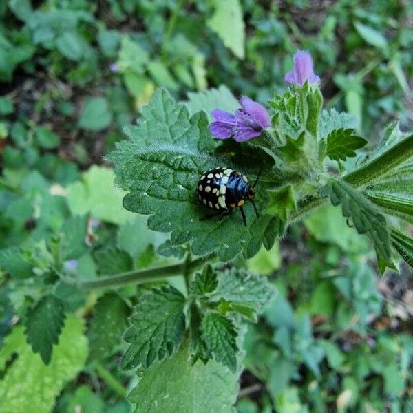 Ballota nigra Blad