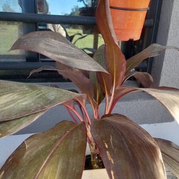 Cordyline fruticosa ഇല