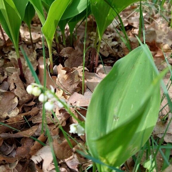 Convallaria majalis Цвят