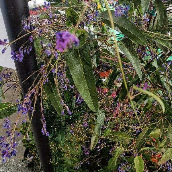 Hardenbergia violacea Leaf