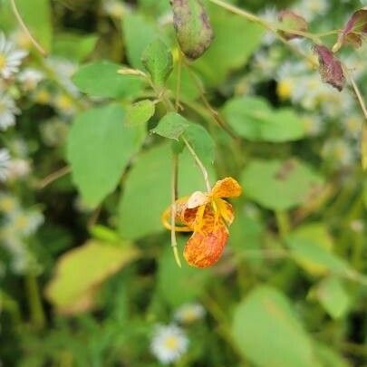 Impatiens capensis Blüte