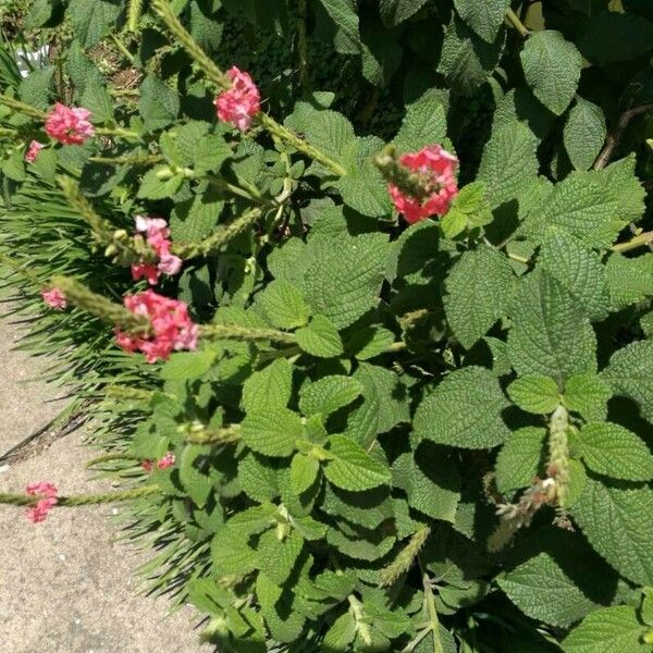 Stachytarpheta mutabilis ফুল