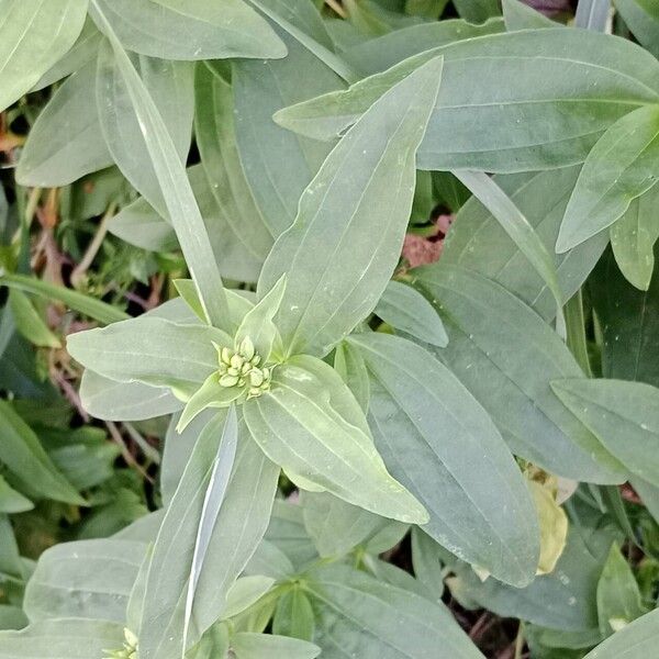 Saponaria officinalis Feuille