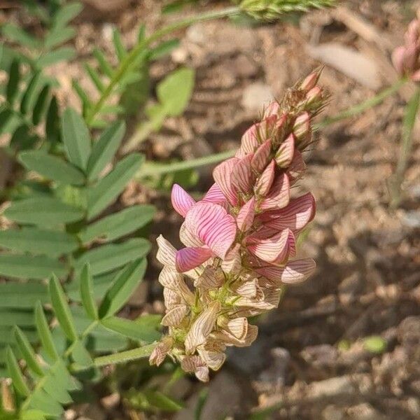 Onobrychis arenaria Floare