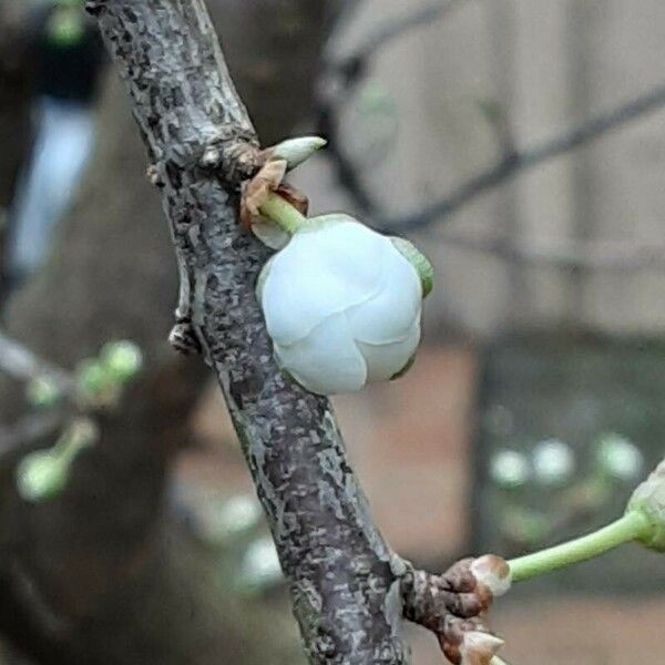 Prunus domestica Flor