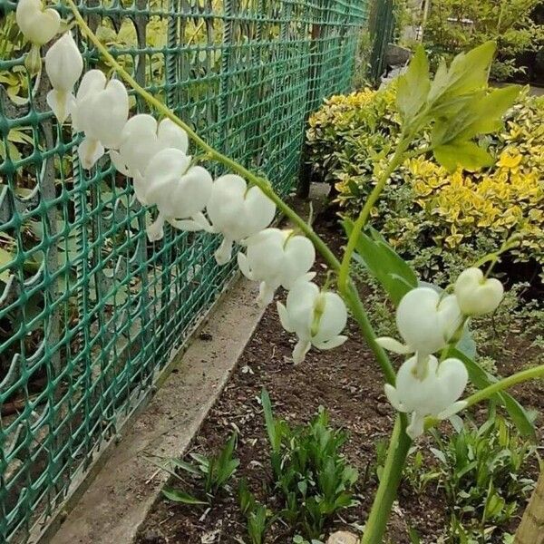 Lamprocapnos spectabilis Flower