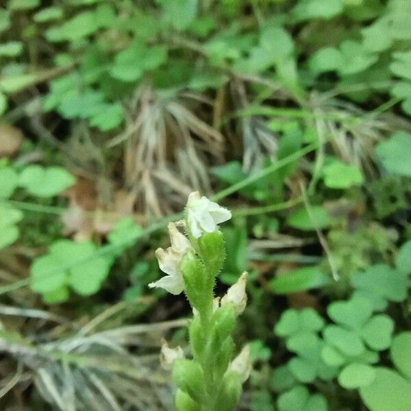 Goodyera repens Žiedas