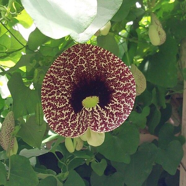 Aristolochia littoralis Flower