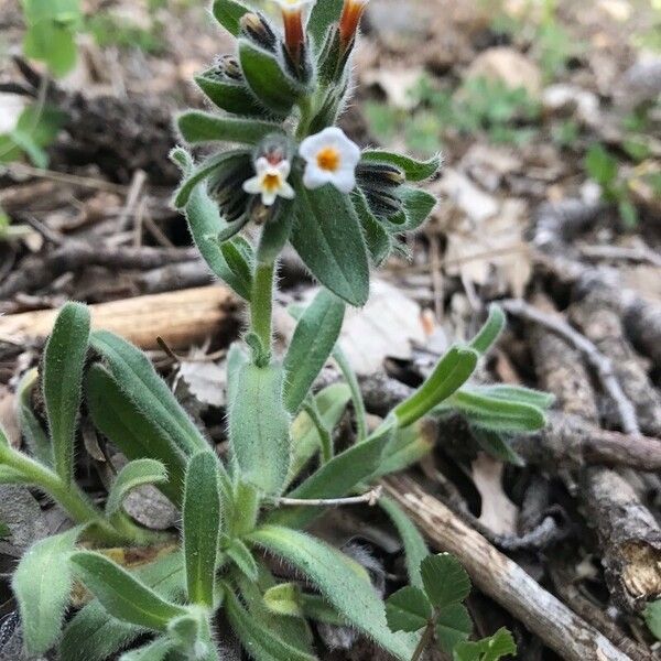 Alkanna corcyrensis Flower