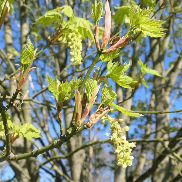 Acer macrophyllum Habit