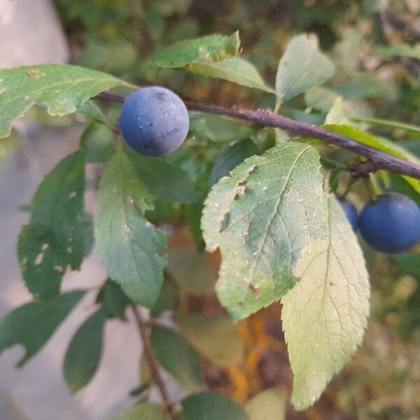 Prunus × fruticans ഫലം