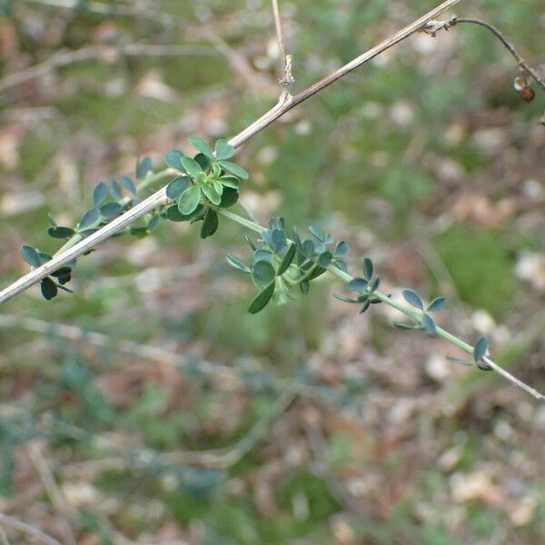 Adenocarpus complicatus Other