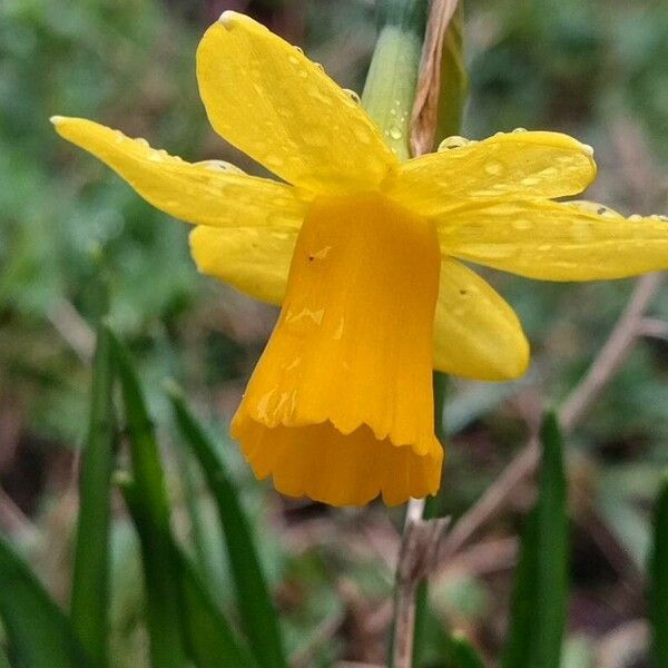 Narcissus minor Flor