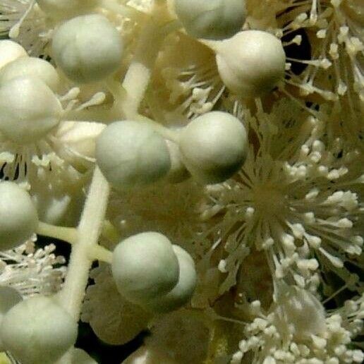 Actaea racemosa Flower