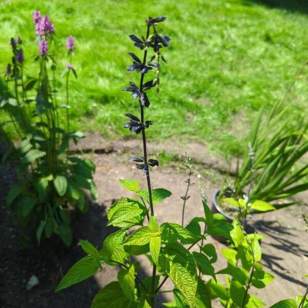 Salvia tiliifolia Floare