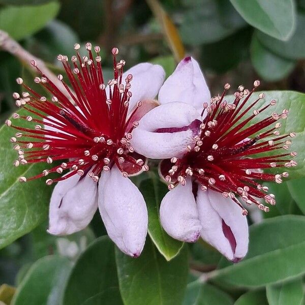 Acca sellowiana Flower