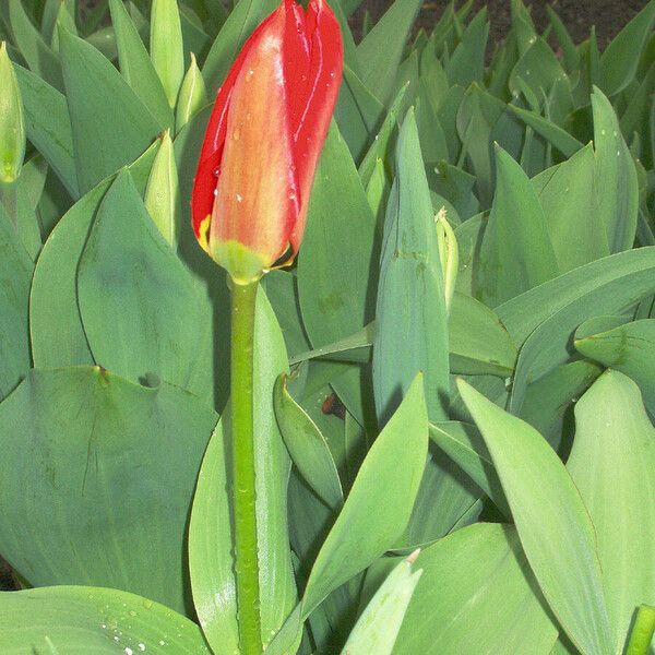 Tulipa gesneriana Blomst