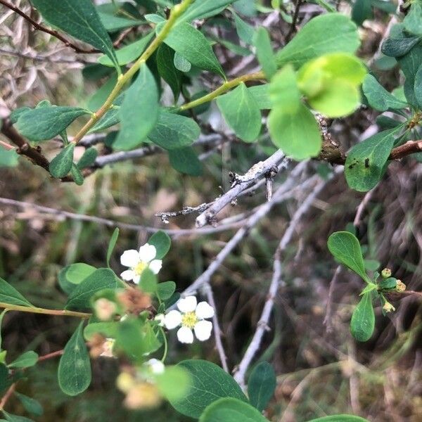 Spiraea hypericifolia Flower